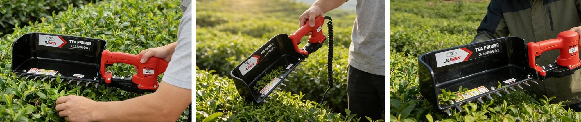 Professional Tea Leaf Picking Machine - Applications Professional Tea Leaf Picking Machine - Applications